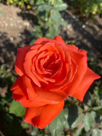 The image is a close-up, overhead shot of a vibrant orange rose in full bloom. The rose is the central focus, with its petals unfurling in a spiral pattern. The lighting suggests it is daytime, with sunlight casting shadows on the petals, highlighting their texture. The background is softly blurred, showing hints of green leaves and dark soil, indicative of a garden setting. There is no indication of any specific location within Ventsy, Russia, or any people present in the image.