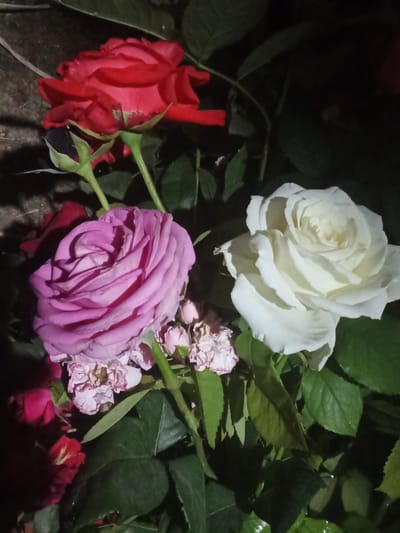 The image shows a close-up of several roses, including red, pink, and white varieties, along with their green leaves and stems. The roses appear to be in bloom, with some buds and wilted flowers also visible. The background is dark and indistinct, with what appears to be a textured surface, possibly a wall or stone, on the upper left. There are no people or actions depicted in the image. The scene is devoid of any specific markers that would indicate its location in Heciul Vechi, Moldova, or any other specific geographic area.
