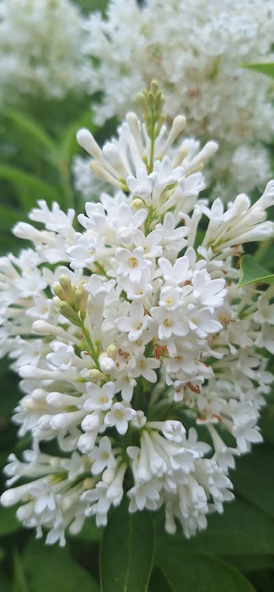 A close-up photograph captures a dense cluster of small white flowers, likely a variety of lilac or similar shrub, in full bloom. The flowers are tightly packed in an inflorescence, with numerous individual florets visible. Many of the flowers are open, revealing delicate white petals and tiny yellowish centers. Unopened buds, pale green and white, are also present, particularly among the newer growth.

Vibrant green leaves and stems are visible, providing a natural backdrop and contrast to the white blossoms. The background is softly blurred, featuring more white flowers and green foliage, which creates a shallow depth of field, drawing attention to the sharply focused foreground flowers. The lighting suggests a bright, natural daytime setting, possibly under soft sun or overcast skies, as there are no harsh shadows. No specific activity or event is taking place, and no people or visible text are present. The scene evokes a sense of freshness and natural beauty. This image was taken in Konceptas, Lithuania.