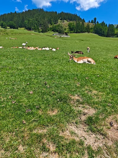 The image depicts a herd of fallow deer grazing on a lush green meadow in Kochau, Austria. The meadow is situated at the base of a densely forested hill, with a clear blue sky dotted with white clouds overhead. Several deer are visible in the foreground, with one particularly prominent deer lying down and another standing alert. Other deer are scattered throughout the meadow, some grazing and others resting. The scene is idyllic and peaceful, showcasing the natural beauty of the Austrian countryside.