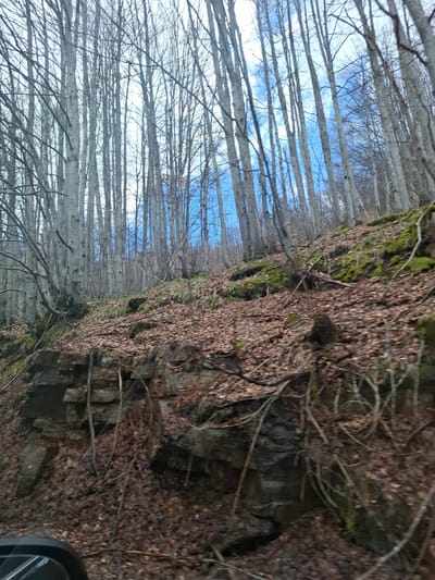 The image shows a forest scene, likely taken from a vehicle due to the partial view of a car mirror in the bottom right corner. On the left side of the frame are tall, thin trees with white bark and bare branches, forming a dense vertical pattern that reaches up to a sky visible between the branches. On the right is a steep embankment or rocky cliff covered with moss and brown vegetation, possibly dead leaves. The presence of moss suggests a damp environment. The location is Gintsi, Bulgaria. There are no people visible.