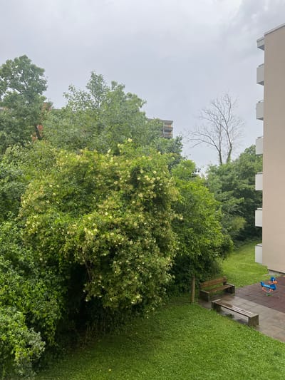 The image presents a view of a garden area from an elevated position, potentially a balcony or upper story of a building. The location is suggested to be in Liestal, Switzerland, based on the prompt.
The scene is dominated by lush greenery, primarily trees and bushes, with varying shades of green indicating different species and levels of foliage density. One tree is visibly flowering with small white blooms. In the background, another building can be partially seen through the trees.
A section of lawn is visible on the right side of the frame, adjacent to a paved area with playground equipment and a wooden bench. Above the trees and the bench, is a building.
The sky is overcast, suggesting a cloudy day. The overall impression is a natural landscape within an urban or suburban environment.