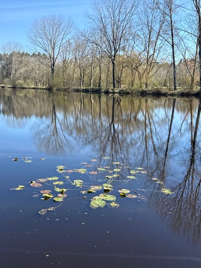 The image displays a serene natural landscape featuring a body of water bordered by a line of bare trees, under a clear blue sky. The image appears to have been rotated 90 degrees clockwise; when viewed with the sky at the top, the scene is oriented naturally.
On the left side of the image, a dense row of deciduous trees stands along what appears to be a bank or shoreline. These trees are bare, devoid of leaves, showcasing their intricate network of dark, slender branches against the bright blue sky. This suggests a season of late autumn, winter, or very early spring. The trunks and larger branches are dark, creating a strong contrast with the lighter tones of the sky and the water's surface.
The right side of the image is dominated by a calm, dark blue body of water. The surface of the water is highly reflective, mirroring the blue of the sky and the bare branches of the trees, creating a striking, almost symmetrical effect. The reflections are slightly wavy, indicating minor disturbances on the water's surface.
Scattered across the surface of the water, primarily in the mid-ground and foreground on the right, are numerous lily pads and other aquatic plants. These plants are mostly green, with several showing reddish-brown or yellowish tints, indicating natural variation or perhaps some signs of new growth or senescence. They vary in size, from small, nascent pads to larger, flatter discs. Some individual stems or strands are visible extending from the pads into the water.
The lighting is bright and clear, indicative of a sunny day, likely during midday or early afternoon. The overall impression is one of tranquility and natural beauty, emphasizing the reflective qualities of the still water and the stark beauty of the leafless trees against the vibrant sky. There are no people, animals, or visible text in the image.