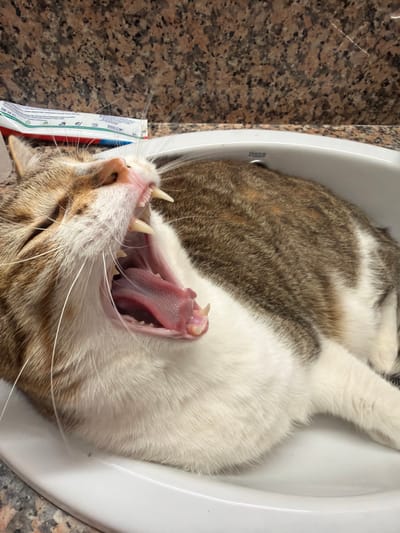 A tabby and white cat is lying in a white sink, yawning with its mouth wide open, revealing its pink tongue and sharp teeth. The cat's fur is a mix of brown, white, and black stripes. The sink is surrounded by a countertop with a speckled brown and black granite pattern. In the background, partially visible, is a tube of toothpaste. The lighting suggests an indoor setting, possibly a bathroom. There is no indication of the city of Figueres, Spain, in the image.