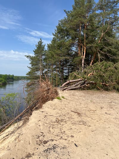 The image depicts a sandy bluff overlooking a body of water near Новоклязьминское, Russia. The foreground is dominated by a sandy terrain with scattered twigs and debris. A group of pine trees grow on the edge of the bluff, with exposed roots visible. The background features a river or lake, with wooded areas along the opposite bank. The sky is blue with scattered clouds.