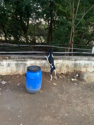 The image shows a black and white dog lying on the ground next to a blue plastic barrel. The dog appears to be resting or sleeping. The barrel is large and cylindrical, with a black lid. The ground is a dirt and gravel surface, littered with cigarette butts and some small pieces of trash. In the background, there are trees with dense foliage and a concrete wall or barrier. The scene appears to be outdoors, possibly in a less maintained area. The lighting suggests it could be daytime, with diffused light filtering through the trees. The overall impression is a somewhat unkempt, everyday outdoor scene. There is no visible text in the image.