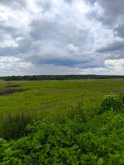 The image depicts a vast, green field under a dramatic, cloudy sky. In the foreground, a dense patch of lush green vegetation with large leaves is visible. The field stretches out towards a distant treeline, beyond which a faint horizon can be seen. The sky is filled with heavy, gray clouds, suggesting an overcast day, possibly with rain on the horizon. There are no people or animals clearly visible in the image, though some dark specks in the sky might be birds. The overall scene conveys a sense of open space and natural landscape. The image was captured in Pervomaiskoe, Russia.