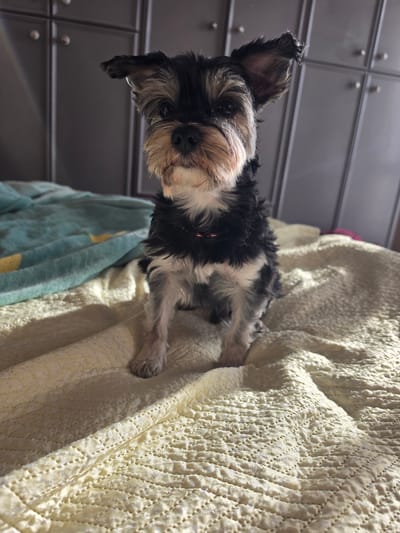 A small, mixed-breed dog with black and gray fur and a beige muzzle is lying on a cream-colored quilted blanket. The dog is facing the camera at a slight angle, and its ears are perked up. In the background, a gray dresser can be seen. A turquoise blanket with yellow stars is partially visible under the cream blanket. The location of this image is not specified, but the city of San Donà di Piave, Italy, is mentioned in the prompt.