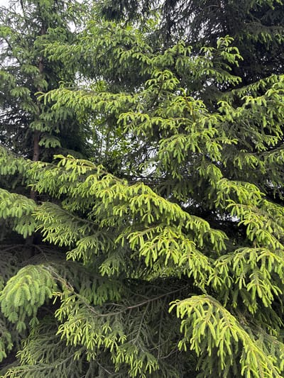 The image presents a close-up view of coniferous tree branches. The needles are a vibrant green, appearing dense and clustered on the branches. The background reveals glimpses of sky through the foliage, suggesting an upward-angled perspective. No people, subjects, objects, actions, or interactions are visible in the image. The provided location (Rublevo, Russia) is not evident within the frame.