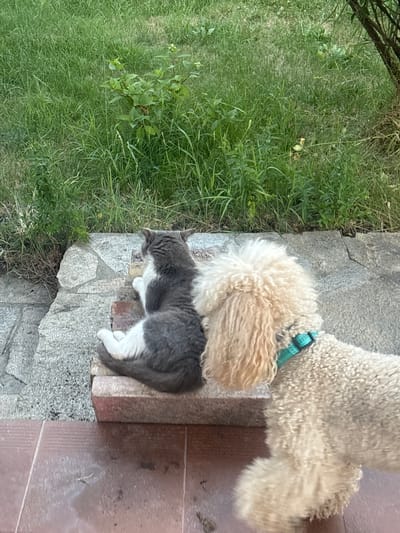 A fluffy, light-colored dog is sniffing at a grey and white cat that is resting on a stone ledge. The dog, with curly fur and wearing a blue collar, has its head lowered towards the cat. The cat appears relaxed, with its eyes closed and its body stretched out on the ledge. The setting is outdoors, with lush green grass and some foliage visible to the left of the stone ledge. The ground beyond the ledge appears to be made of reddish-brown tiles. The lighting suggests it is daytime, likely outdoors. The overall mood is peaceful, with the animals coexisting calmly. No text is visible in the image.