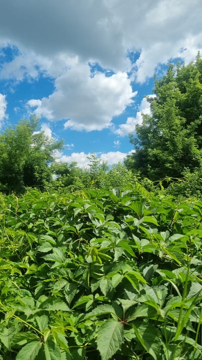 This is a photograph taken outdoors, likely in Mala Smilianka, Ukraine, featuring a lush green foreground of dense vegetation and a vibrant blue sky with scattered white and grey clouds. The lower half of the image is dominated by a thick carpet of leafy plants, primarily a type of vine with large, palmate leaves, some of which show hints of red at the stems. Thin, reedy grasses are interspersed with the larger leaves, particularly on the left side. Behind this dense growth, the middle ground is filled with more trees and shrubs, creating a layered effect of varying shades of green foliage. The upper portion of the image showcases a bright blue sky punctuated by cumulus clouds, some appearing bright white and well-defined, while others are larger, greyer, and more diffused, suggesting varied cloud cover. The lighting indicates it is daytime, with sunlight illuminating the scene and casting subtle shadows within the foliage. No people or man-made structures are directly visible in the frame, suggesting a natural or semi-natural outdoor environment.