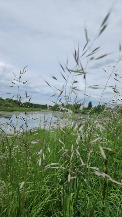 The image displays a serene natural landscape, captured from a low vantage point looking through tall grasses. The scene is dominated by vibrant green foliage and a calm body of water under a partly cloudy sky.
In the immediate foreground, dense green grasses create a lush texture, filling the lower and right sides of the frame. Interspersed within this greenery are numerous slender stalks of a lighter, possibly dried or flowering grass, featuring delicate, elongated seed heads. These foreground elements are slightly out of focus, lending a soft depth to the composition.
Beyond the grasses, a tranquil body of water extends horizontally across the midground, reflecting the light from the sky. On the opposite bank of this water feature, a distant line of green trees forms a verdant backdrop, suggesting a forested or wooded area. Above the treeline, a light blue sky is visible, dotted with soft white clouds, indicating daytime with fair weather.
The overall impression is one of natural tranquility and peace. There are no people, objects, or visible text present. The setting strongly suggests a rural or wilderness area, aligning with the given location context of Glukhovo, Russia.