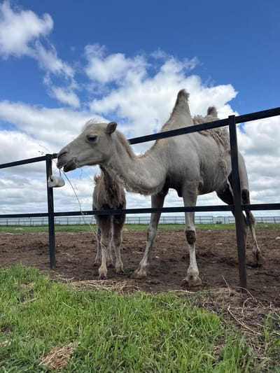 The image depicts a scene at a camel farm in Tri Ozera, Russia. Two camels, one adult and one young camel, are visible within a fenced enclosure. The adult camel is in the foreground, positioned to the right, and is light-colored with a visible hump. It is actively eating something that appears to be hay or grass, which is hanging from a chain attached to the fence. A smaller, darker-colored young camel stands behind the adult, partially obscured. The enclosure consists of a dirt floor and a dark metal fence. In the background, a long fence stretches across the landscape, with a field of green grass beyond it. The sky is blue with scattered white clouds.