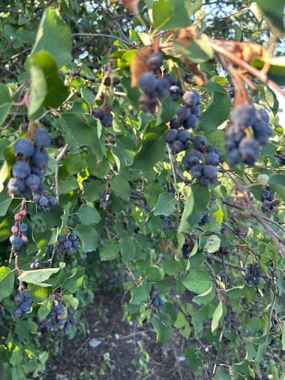 This image shows a close-up of a bush with clusters of dark purple berries and green leaves. The berries are small and round, with some appearing to be unripe, showing a pinkish hue. The branches are thin and brown, and some dried leaves are also visible. The background is blurred, but appears to be a natural outdoor setting with hints of dry earth or ground cover. The lighting suggests it is daytime, with sunlight filtering through the foliage, creating highlights and shadows. This image was captured in Покров ауылдық округі, Kazakhstan.