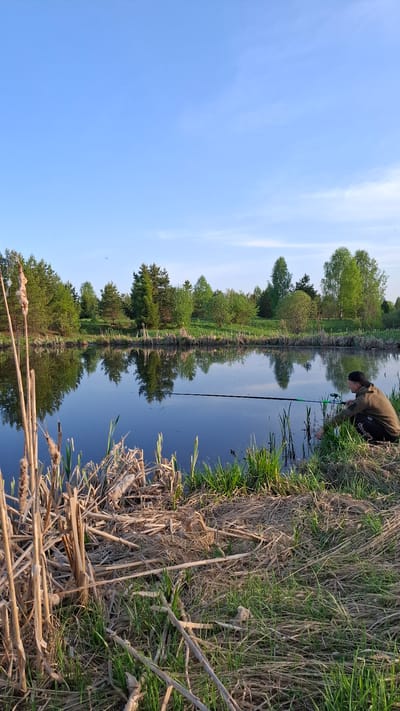 The image displays a serene outdoor scene, showing a person engaged in fishing by a tranquil body of water under a clear blue sky. The composition is oriented vertically, with the sky occupying the upper left, followed by a distant treeline and its reflections in the water, and then the reedy bank in the foreground.
In the upper right section, a person, appearing male, is leaning forward towards the water. He wears a dark cap, a drab olive-green jacket or hoodie, and dark shorts with some indistinct white text or a logo on the left leg. He holds a green and black fishing rod, directing it into the calm water. His posture suggests focused attention on his fishing activity, possibly handling a line or bait.
The body of water, likely a river or canal, is exceptionally still, creating a perfect mirror-like surface that vividly reflects the lush green trees on the opposite bank. The treeline is dense, featuring various types of trees with vibrant green foliage. A faint line, possibly part of the fishing setup, is visible across the water.
The near bank, closest to the viewer, is covered with a mix of dried reeds, branches, and fresh green grass, suggesting a natural, untamed environment. Some cat-tail plants are also visible among the dry vegetation near the water's edge. The sky above is a bright, clear blue with a few subtle white clouds, indicating pleasant weather. The overall atmosphere is peaceful and calm, suggesting a quiet daytime activity. The location is Шешурга, Russia.