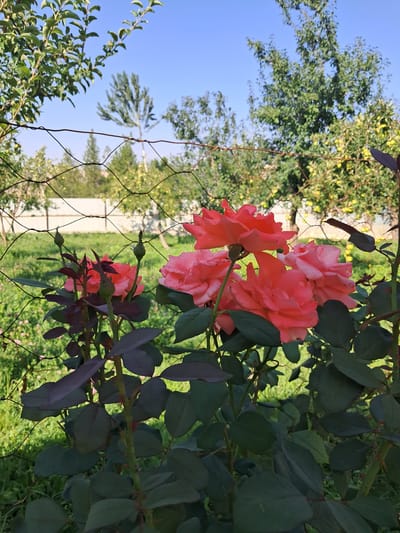 This is a vertical, medium shot photograph of several coral-colored roses in bloom, situated in the foreground of a garden. The roses are clustered together on a bush with dark green leaves and several unopened buds. In the background, a wire fence runs horizontally across the frame, partially obscuring a green lawn and a white fence. Beyond the fences, trees with green and yellow foliage are visible under a clear blue sky. The image appears to have been taken in an outdoor setting.