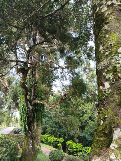 The scene is located at Bangalum Bridge, Papua New Guinea. The foreground features two prominent tree trunks. The trunk on the right is thick and vertical, heavily textured with patches of green moss and white lichen. The trunk on the left is gnarled, covered in moss, and supports a dense growth of green ferns along its length, with its branches extending throughout the upper-center. Above, a dense canopy of various tree branches and green foliage partially obscures a bright, diffused sky.
In the mid-ground, a paved road with a distinct white edge line curves from the upper-left towards the lower-left. A dark-colored all-terrain vehicle (ATV), showing two wheels and rear storage components, is parked on the grassy verge of this road, partially obscured by the left foreground tree. Below the road and to the right of the left tree, a winding dirt path extends through a manicured area containing several neatly trimmed green bushes. The background consists of a dense, natural forest or jungle with multiple layers of green foliage. No individuals are present, and no active interactions or specific actions are depicted within the frame.