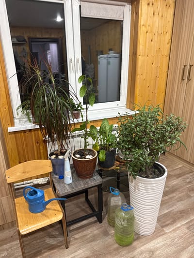 The image depicts an indoor scene, possibly a sunroom or a room with a large window, situated in the city of Bolshiye Ozerki, Russia. The environment is characterized by wooden paneled walls and a wooden floor. In the foreground, a light-colored wooden chair is placed on the left side of the frame, holding a bright blue watering can. Beside the chair, on a small, two-tiered dark gray table, are several potted plants, a blue spray bottle, and a brown ceramic pot.
To the right of the table, a large potted plant with thick, fleshy green leaves stands prominently. In front of this large plant and the table, two large plastic bottles filled with a green liquid are visible on the floor.
The background features a large window with white framing, partially covered by a light-colored roller blind. Through the window, glimpses of a room with wooden walls and a refrigerator are visible, along with reflections from the interior lighting. The overall impression is one of a domestic setting with a collection of houseplants.