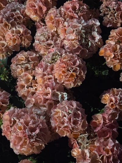 This is a close-up, high-angle, medium shot of a cluster of pale pink and peach-colored flowers, possibly hydrangeas or geraniums, against a dark, out-of-focus background. The flowers are densely packed, with many individual blooms forming large, rounded inflorescences. Some of the flowers appear slightly wilted or dried, with lighter, papery petals. The lighting casts dramatic shadows, highlighting the textured surfaces of the petals. There are hints of green foliage visible in the upper left and lower central areas of the frame. The scene is devoid of any human presence or discernible urban or natural landmarks. Therefore, it is impossible to determine the specific location in Strombeek-Bever, Belgium, or any other context.