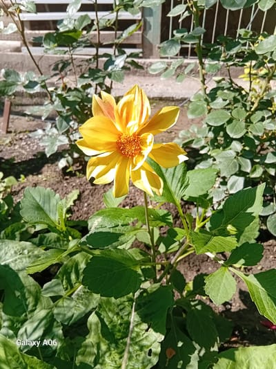 The image depicts a close-up of a single yellow dahlia flower in bloom, set against a backdrop of green foliage and dark soil. The flower is the central subject, with its vibrant yellow petals, some tinged with orange, radiating outwards. The center of the flower is a detailed cluster of small, reddish-orange florets. The petals are slightly curled and have a delicate, almost translucent quality in places, suggesting the sunlight is filtering through them.
The surrounding leaves are a rich, deep green, with some showing signs of sunlight dappling and shadows. The soil appears dry and is dotted with small pebbles and plant debris. To the left of the flower, a white, lattice-like structure, possibly a fence or trellis, is visible, partially obscured by more green leaves. The lighting suggests it is daytime, with the sun casting distinct shadows, indicating a clear or partly cloudy sky. The overall scene is one of a garden in bloom, likely during a warm season.
The bottom right corner of the image contains the text "Galaxy A06" in white lettering, indicating the device on which the photograph was taken. There are no people or animals visible in the frame. The setting appears to be an outdoor garden, possibly in a rural or suburban environment, given the natural elements and the presence of the fence structure. The image conveys a sense of natural beauty and the simple elegance of a single, perfect flower. The location context provided is Kojo-Aryk, Kyrgyzstan.
