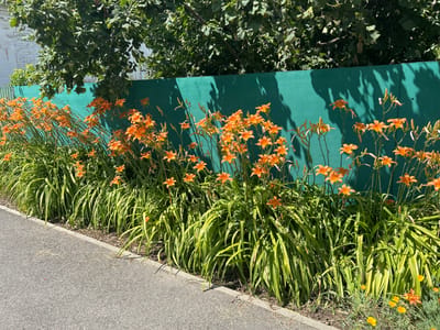 The image depicts a sunny outdoor scene with a vibrant display of orange daylilies blooming along a teal-colored fence. A paved walkway runs along the left side of the frame, separating it from the flowerbed. Lush green foliage, likely from trees, overhangs the fence, casting dappled shadows on its surface, suggesting it is a bright, clear day. The dense growth of daylilies, with their trumpet-shaped flowers, dominates the midground, creating a riot of color against the solid teal backdrop. In the foreground, to the right, a few smaller yellow flowers are also visible. The overall impression is one of a well-maintained garden or roadside planting, bathed in the warmth of sunlight. The location context provided is Dondukovskaya, Russia. There is no visible text in the image.