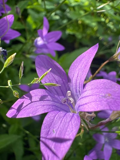 A close-up, macro photograph captures a cluster of purple bell-shaped flowers with green foliage in the background. The flowers exhibit delicate, pointed petals with visible veins. In the foreground, a prominent flower fills the frame, its petals casting soft shadows. To the left, a stem with several small, budding green seed pods is visible. The overall scene is one of natural beauty, with the vibrant purple blossoms contrasting against the lush green leaves. There are no people or man-made objects present. The image appears to be a candid shot of flowers in a natural setting. The location is specified as Piriutino, Russia.