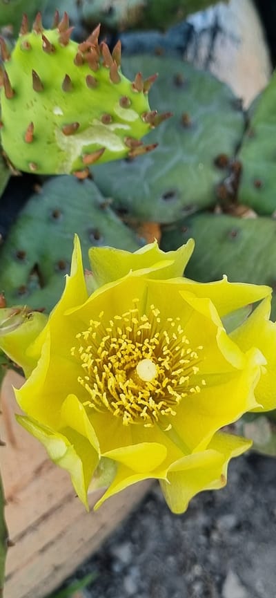 This close-up, eye-level media file captures a vibrant yellow prickly pear cactus flower in full bloom, set against a backdrop of its green, spiny pads and a blurred, textured surface that appears to be rough stone or gravel. The bright yellow petals of the flower are unfurled, revealing a dense cluster of yellow stamens surrounding a central, light-colored pistil. The cactus pads are a deep green, dotted with small, brown spines. One pad on the left side of the frame is partially damaged, showing a lighter green interior and a cluster of prominent, reddish-brown spines along its edge.
The lighting suggests it is daytime, with bright sunlight illuminating the flower and casting soft shadows, highlighting the textures of the plant and its surroundings. The shallow depth of field effectively isolates the flower, drawing the viewer's attention to its intricate details and striking color. The background is out of focus, with shades of gray and brown, suggesting an outdoor setting, possibly a garden or arid landscape. There is no visible text in the media file. The overall impression is one of natural beauty and resilience, characteristic of desert flora. Given the location context of Кировское сельское поселение, Ukraine, this could be a cultivated prickly pear cactus, as they are not native to this region but can be grown in suitable climates.