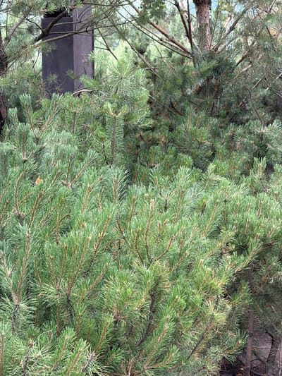 The image depicts a dense cluster of pine trees in a natural environment. The foreground is dominated by the lush green needles of the pine branches, which are intricately layered and create a textured canopy. The needles are short and sharp, typical of pine trees, and exhibit varying shades of green, with some appearing brighter and others darker due to lighting and depth. Thin, brown pine branches are visible throughout, providing structure to the foliage.
In the background, a dark, rectangular, monolithic structure is partially obscured by the pine branches. This structure appears to be a monument or a memorial, given the faint inscription on its surface, which includes what looks like a cross and some numbers. The color of the structure is a deep, matte purple-brown. Beyond this structure, more pine trees and foliage can be seen, suggesting a wooded or forested area. The overall impression is one of a serene, natural setting with a somber, man-made element integrated within it. The lighting suggests it is daytime, possibly overcast, as there are no strong shadows. The scene does not contain any people or animals.
The location is specified as Озерное (майминский), Russia. This is a settlement in the Mayminsky District, located in the Altai Republic of Russia. The terrain in the area is characterized by mountainous landscapes and forests, consistent with the visual cues in the image. Given the context of a monument or memorial within a natural setting, it is plausible this image was taken in a park, a cemetery, or a historical site within the Озерное settlement.