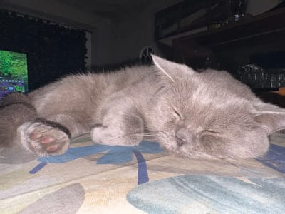 A grey cat is sleeping on a patterned surface. The cat is lying on its side with its eyes closed. Its paws are tucked underneath its body. The surface it is sleeping on has a pattern of blue and green flowers. In the background, there is a dark wall with some shelves above it. On the left side of the image, there is a screen showing a nature scene with green trees and purple flowers. The overall lighting is dim. The location is not specified in the image.