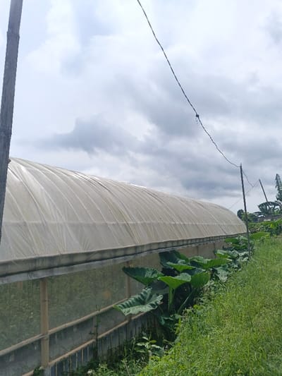 The image depicts an outdoor agricultural scene in ឃុំ ផាត់សណ្ដាយ, Cambodia. A large, elongated greenhouse structure, covered with a translucent, light-colored material, occupies the central midground, featuring an arched roof with visible support ribs. The lower section of the greenhouse wall incorporates a concrete base topped with horizontal bamboo or wooden elements, revealing green vegetation cultivated inside. Immediately in front of the greenhouse, a row of large-leafed green plants, possibly taro, is present. To the right of the greenhouse, a strip of tall green grass and wild vegetation slopes gently upwards. A light-colored wooden pole is partially visible on the far left of the frame. In the upper right quadrant, two dark utility poles support sagging power lines, one of which has a spherical object attached. The sky above is heavily overcast with a mix of grey and white clouds. Distant green trees and faint structural elements are visible on the horizon to the far right. No individuals are present in the frame.