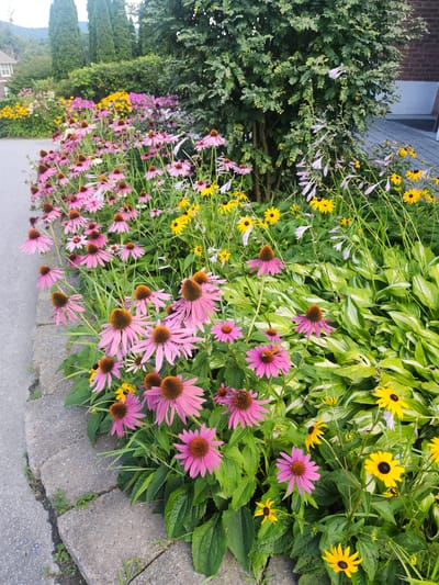 This is an eye-level, medium shot of a colorful flower garden bordering a paved walkway. The garden features a dense arrangement of pink coneflowers and yellow black-eyed Susans, interspersed with lush green hosta plants and some delicate pale purple flowers. The flowers are in bloom and appear healthy, with some of the coneflowers showing prominent brown centers. The walkway is made of concrete pavers and runs along the left side of the frame, showing some cracks and grass growing between the stones. In the background, there is a large tree with dense green foliage, and further back, tall evergreen trees and a building can be seen. The lighting suggests it is daytime, possibly late afternoon, with soft shadows. The image appears to have been taken in the Town of Hoosick, United States of America.