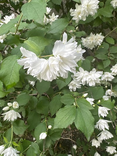 The image shows a close-up of a flowering bush, likely a mock orange (Philadelphus), with numerous white, double-petaled blossoms and green leaves. The flowers are clustered and some are in full bloom, while others appear to be buds or partially opened. The lighting suggests it is daytime, and the foliage indicates a natural, outdoor setting. Without further context, it is impossible to definitively place this image within the city of Belorechenskii, Russia, or any specific location. The scene is static and devoid of any human presence or activity.