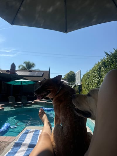 This image depicts an outdoor residential backyard scene in Rocklin, United States, under a clear blue sky. The perspective is from beneath a large, dark grey patio umbrella, which occupies the upper portion of the frame.
In the foreground, a person's tanned legs are extended on a light-colored lounge chair covered by a blue and white striped towel. The person's left foot, with pink nail polish, is visible near the edge of a swimming pool.
Two dogs are prominently featured. A reddish-brown dog, wearing a dark studded collar, sits upright in the mid-ground, positioned beside the person's legs. This dog faces left with its tongue slightly extended from its open mouth. To its right, partially obscured by the person's leg and the first dog, the head and partial body of a second, lighter-furred dog are visible, facing towards the reddish-brown dog with its mouth slightly open, revealing teeth.
The blue-tiled swimming pool, containing multiple blue pool noodles, occupies the central mid-ground. Beyond the pool, the roof of a house with dark tiles and several solar panels is visible, along with a brick chimney. A teal patio umbrella shades an area near the far side of the pool, where two dark chairs are present. In the background, against the clear sky, a white basketball backboard and rim are visible, along with dense green foliage, a distant palm tree, and horizontal utility lines.