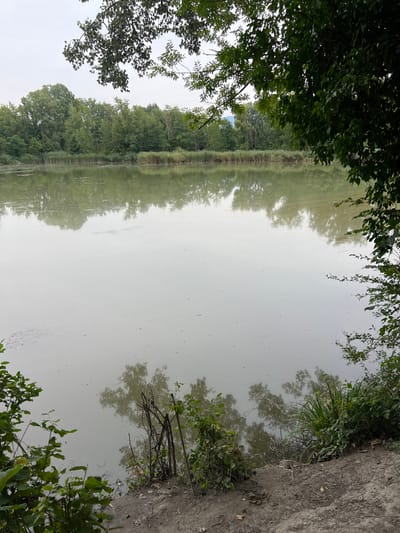 A natural scene is depicted, likely in Étrembières, France, featuring a body of water with calm, reflective surfaces. Dense green foliage from trees and bushes frames the foreground and upper edges of the image, with some branches extending over the water. A line of reeds or tall grasses is visible along the far bank, backed by a thick forest of mature trees. The sky is overcast and bright, contributing to the muted tones of the water and reflections. The ground in the foreground is composed of dirt and scattered leaves. The scene is tranquil and appears to be an undisturbed natural environment.