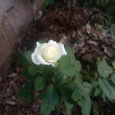 A single, fully bloomed white rose is positioned centrally in a high-angle, close-up shot. The rose features multiple layers of unfurling white petals, with a subtle cream-yellow tint visible in the tightly spiraled center. Several dark green, serrated rose leaves surround the bloom. The background is out of focus; the upper left shows a blurred, textured grey-brown surface, consistent with a concrete or stone structure. The right and lower portions of the background display indistinct dark brown and earthy tones, indicative of soil, dried foliage, and ground debris. No human or animal subjects are present, and no specific actions or interactions are depicted. The scene is an outdoor environment in Kimorori/Wempa ward, Kenya.