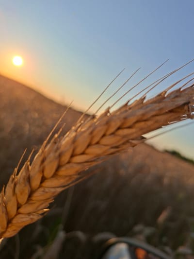 A close-up, low-angle shot focuses on a single stalk of wheat in a field during sunset, likely in the Славенскі сельскі Савет, Belarus. The wheat stalk is golden and detailed, with long awns extending upwards. The background is softly blurred, showing a field of wheat stretching towards the horizon under a clear, pale blue sky. A bright, warm sun is visible on the left, casting a golden glow over the scene and creating a hazy effect in the distance. The overall impression is one of a serene and picturesque rural landscape at dusk.
