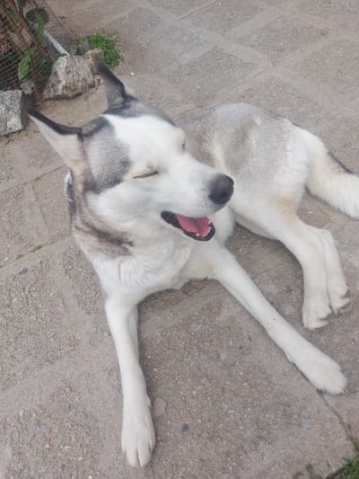 A large, husky-type dog with white and grey fur lies on its back on a concrete surface. The dog's mouth is open, exposing its pink tongue and teeth. The dog appears to be in an outdoor setting, potentially Novo Zhelezare, Bulgaria. A patch of vegetation and a wire fence are visible at the bottom left corner of the image.