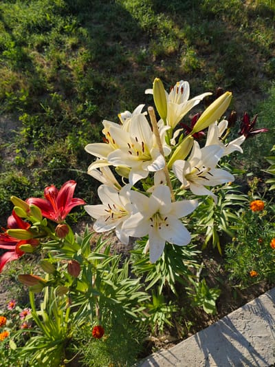 This media file captures a close-up view of a flowerbed with lilies and other small flowers. The main subjects are several white lilies, some in full bloom and others as buds, with prominent stamens. To the left, there are red lilies, also in various stages of bloom, some with buds. The background consists of green grass and darker foliage, suggesting an outdoor garden setting.
The scene is illuminated by natural sunlight, indicating it's daytime. The shadows cast on the concrete border at the bottom right suggest the sun is at an angle, likely mid-morning or late afternoon. The presence of vibrant flowers suggests a pleasant, possibly warm weather condition suitable for gardening. The setting appears to be a garden or park in Belbulak, Kazakhstan, characterized by the types of flowers and the general landscaping.
There are no people or discernible objects other than the flowers and vegetation. The activity taking place is simply the natural growth and blooming of the plants. Notable details include the contrast between the white and red lilies, the texture of the petals, and the delicate structure of the stamens. Small orange flowers, possibly marigolds, are also visible in the background, adding to the variety of colors in the flowerbed. The overall mood is peaceful and natural, highlighting the beauty of the flora. No visible text is present in the image.