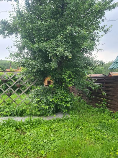 This is a medium shot, eye-level, outdoor, full-body image of a large tree with a birdhouse attached to its trunk. The tree is dense with green leaves. The birdhouse is small, wooden, and has a square opening. It is positioned in the lower middle section of the tree. To the left of the tree, there is a diamond-patterned wooden fence with three hanging baskets. To the right of the tree, there is a dark wooden horizontal fence. The ground in front of the fences and tree is covered with green grass and various plants. In the background, there are glimpses of houses with red and green roofs and a chimney, suggesting a rural or suburban residential area. The sky is overcast. The image was taken in the city of Malaya Belonosova, Russia.