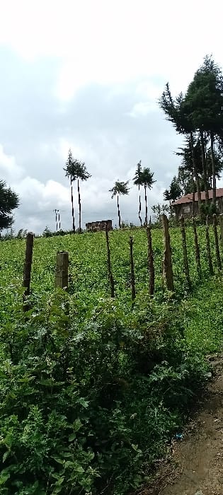 This image, taken in Rwanyambo, Kenya, presents a rural agricultural landscape under an overcast sky. A dirt path lines the immediate right foreground, adjacent to dense, unruly green vegetation that extends across the lower left. A varied fence line, composed of irregularly spaced wooden and one concrete post, traverses the mid-ground, demarcating the foreground foliage from an expansive field of uniformly short, green crops. In the background, several tall, slender conifer-like trees with prominent top canopies are scattered across the horizon. To the far right, behind the fence and trees, a building with a reddish-brown corrugated metal roof and light-colored walls is partially visible. Further left in the distance, a smaller, darker structure is present. Two utility poles with visible wires stand against the sky on the far left of the background. No individuals or specific actions are discernible within the scene.