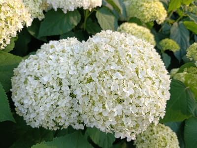 In the city of Stryków, Poland, a close-up, top-down view captures the delicate beauty of white hydrangea flowers. The focal point is a large, globular cluster of tiny white petals, soft and rounded, its texture almost velvety. Another, slightly smaller cluster of white blooms sits to its left, partially obscuring another bloom that is pale green and appears to be in an earlier stage of development. Surrounding these floral subjects are lush, dark green hydrangea leaves, their broad surfaces providing a rich contrast to the lightness of the flowers. The lighting suggests it is late afternoon or early evening, with the sun casting a gentle glow that highlights the intricate details of the petals and the subtle variations in their color. The overall impression is one of natural serenity and understated elegance, a snapshot of a garden in bloom.