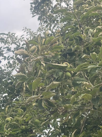 The image shows an apple tree with green apples and leaves. The leaves appear slightly withered or dry, with some browning at the edges. The sky is overcast and light gray, suggesting a cloudy day. The image is taken from below, looking up into the branches of the tree. This scene is consistent with the natural environment found in Konstantynów Łódzki, Poland.