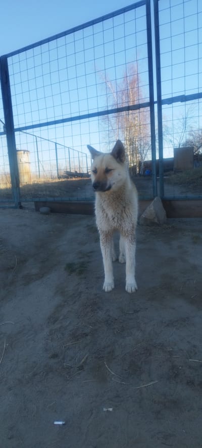 The image shows a medium-sized, light-colored dog standing in a dirt or sandy area. Behind the dog is a wire fence, beyond which there are trees and some buildings. The sky is visible and appears to be clear. There are a couple of small white objects on the ground in the foreground, which may be cigarette butts. The location is stated to be Zhatay, Russia. There is no information in the image about the date or time, nor the breed, age, sex, name, owner, or purpose of the dog.