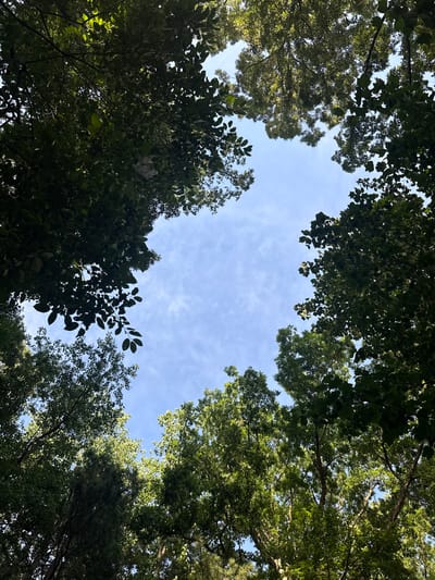 An eye-level, vertical shot captures the canopy of lush green trees framing a clear blue sky with scattered wispy clouds. The foliage is dense, with sunlight dappling through the leaves, creating a textured pattern against the bright sky. The perspective suggests looking directly upwards from beneath the trees. The image does not contain any people, objects, or actions. The environment appears to be a natural outdoor setting, possibly a park or forest, with no specific landmarks indicating a location in Sugar Hill, United States.
