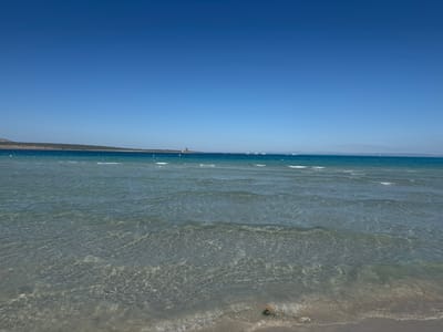 The image depicts the calm, clear waters of the beach La Pelosa in Stintino, Sardinia, Italy, on a clear day with a cloudless blue sky. The turquoise sea gradually deepens in color towards the horizon. In the distance, a coastline with a tower is visible, presumably the Torre della Pelosa. Several sailboats are scattered across the horizon. The foreground shows the shallow water lapping gently onto the sandy beach. A piece of marine debris or seaweed is present at the water's edge in the lower center of the image.