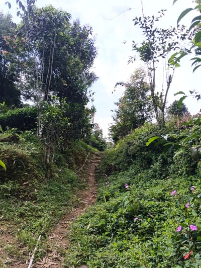 A narrow, uphill dirt path cuts through dense, green vegetation. Lush foliage blankets both sides, dotted with small purple flowers. Tall trees flank the pathway, their branches reaching towards a cloudy sky. The perspective creates a sense of depth, leading the eye up the hill and into the distance. The scene depicts a natural, possibly rural, landscape.