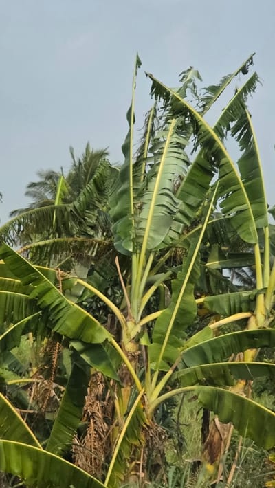 The image depicts a dense cluster of banana plants with lush green leaves and pale yellow stems. The leaves are large and drooping, many with torn edges, suggesting wind damage or maturity. The scene includes background vegetation and a glimpse of the sky, indicating an outdoor location. Based on the prompt information, this scene is located in the city of Xuân Long, Vietnam. There are no people visible in the image.