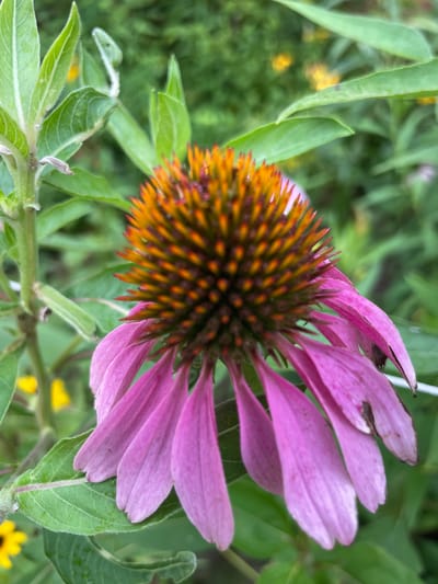 The image shows a close-up view of a pink coneflower in bloom, with its spiky, orange-brown center prominent. The petals are a vibrant pink and droop slightly downwards. Green leaves surround the flower, some of which are out of focus. In the background, blurred yellow flowers and foliage suggest a garden setting. The image was taken in Somerville, United States of America.