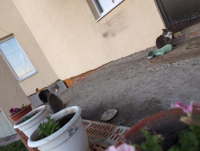 The image depicts a scene outside a building in Vyshki, Russia. The main subjects are three cats and several potted plants. One cat, a grey and white tabby, is sitting on a mat in front of a dark brown door, with a pair of light green Crocs next to it. Another cat, a grey tabby, is looking towards the camera, while a third cat, mostly obscured, is behind it.
The setting is a ground-level patio or walkway adjacent to a light beige building with a white-framed window. The ground is concrete, with some areas appearing damp. There are several potted plants, including a reddish-brown pot with purple flowers and two white pots with green foliage. The plants and the overall lighting suggest it might be daytime, possibly overcast or late afternoon, given the absence of harsh shadows.
The scene has a relaxed, possibly domestic feel. The presence of cats and plants suggests a home or residential area. No specific activity is clearly taking place; the cats are resting or observing.
There is no visible text in the image. The brickwork along the edge of the patio and the texture of the building's facade are notable details. The perspective of the photo is from a low angle, looking slightly upwards.