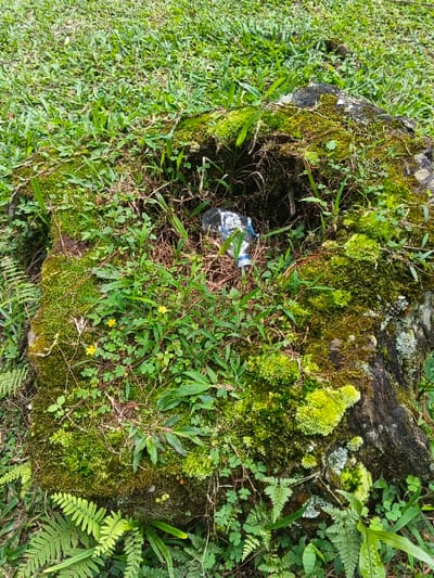 A moss-covered tree stump dominates the frame, surrounded by lush green grass and ferns. A discarded plastic bottle lies inside a hollow section of the stump, amidst dried leaves and vegetation. The stump's surface is textured with varying shades of green moss, small yellow flowers, and scattered clover. The surrounding area is overgrown with diverse plant life, creating a wild and natural setting.